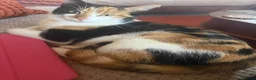 Mixed Breed cats for sale: Calico female 1 year Old in Stanley - Advert 12