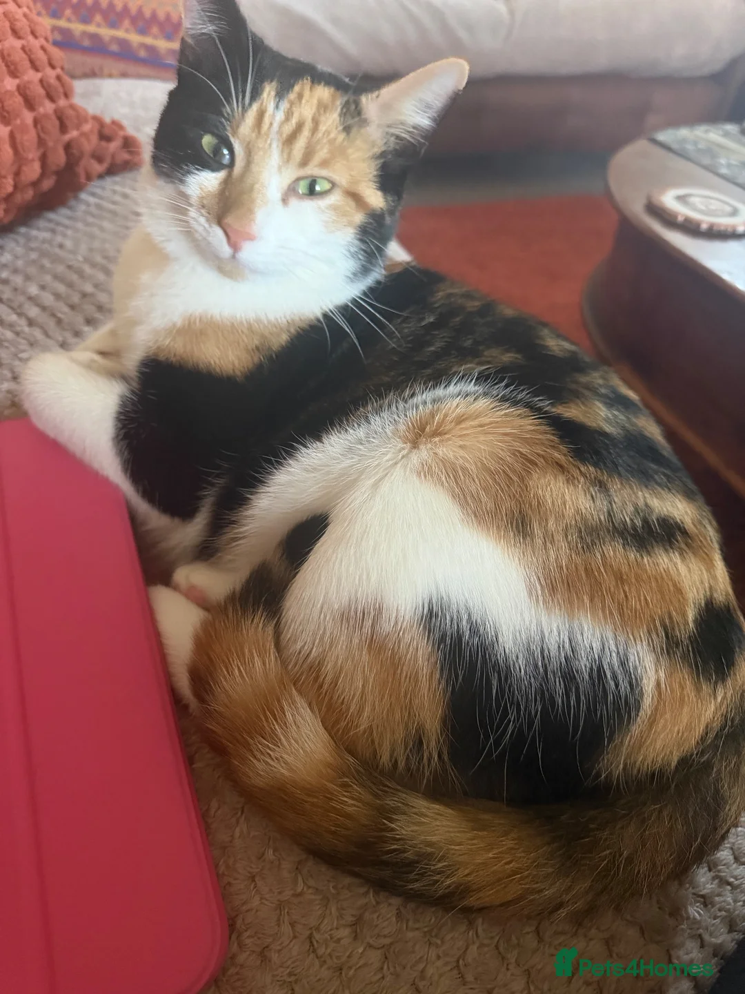 Mixed Breed cats for sale: Calico female 1 year Old in Stanley - Advert 12
