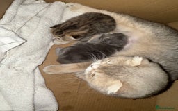 British Shorthair cats for sale: Beautiful boy and girl ready to leave now - Image 21