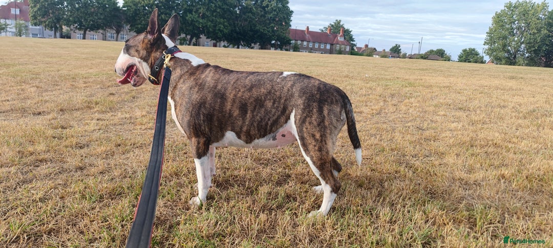 English Bull Terrier dogs for sale: KCRegistered English Bull Terrier Puppies–Top Line - Image 5