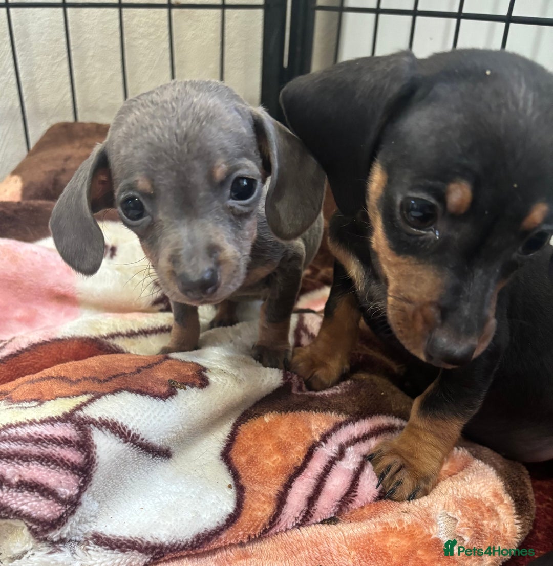 Dachshund dogs for sale: READY to leave dachshund puppy’s for sale  - Image 29