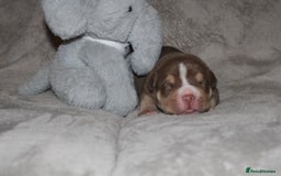 American Bully dogs for sale: 🔥🔥American bully pups 🔥🔥 - Image 5