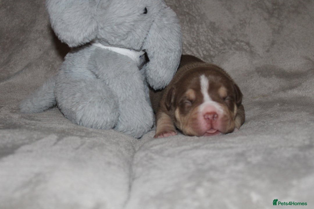 American Bully dogs for sale: 🔥🔥American bully pups 🔥🔥 - Image 5