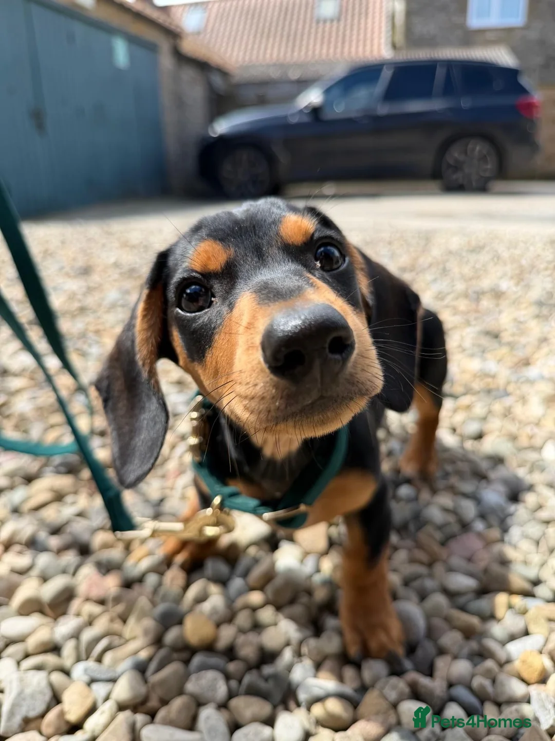 Dachshund dogs for sale: Miniature Dachshund for sale  in York - Advert 6