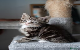 Domestic Shorthair cats for sale: Friendly kittens looking for new families - Image 10