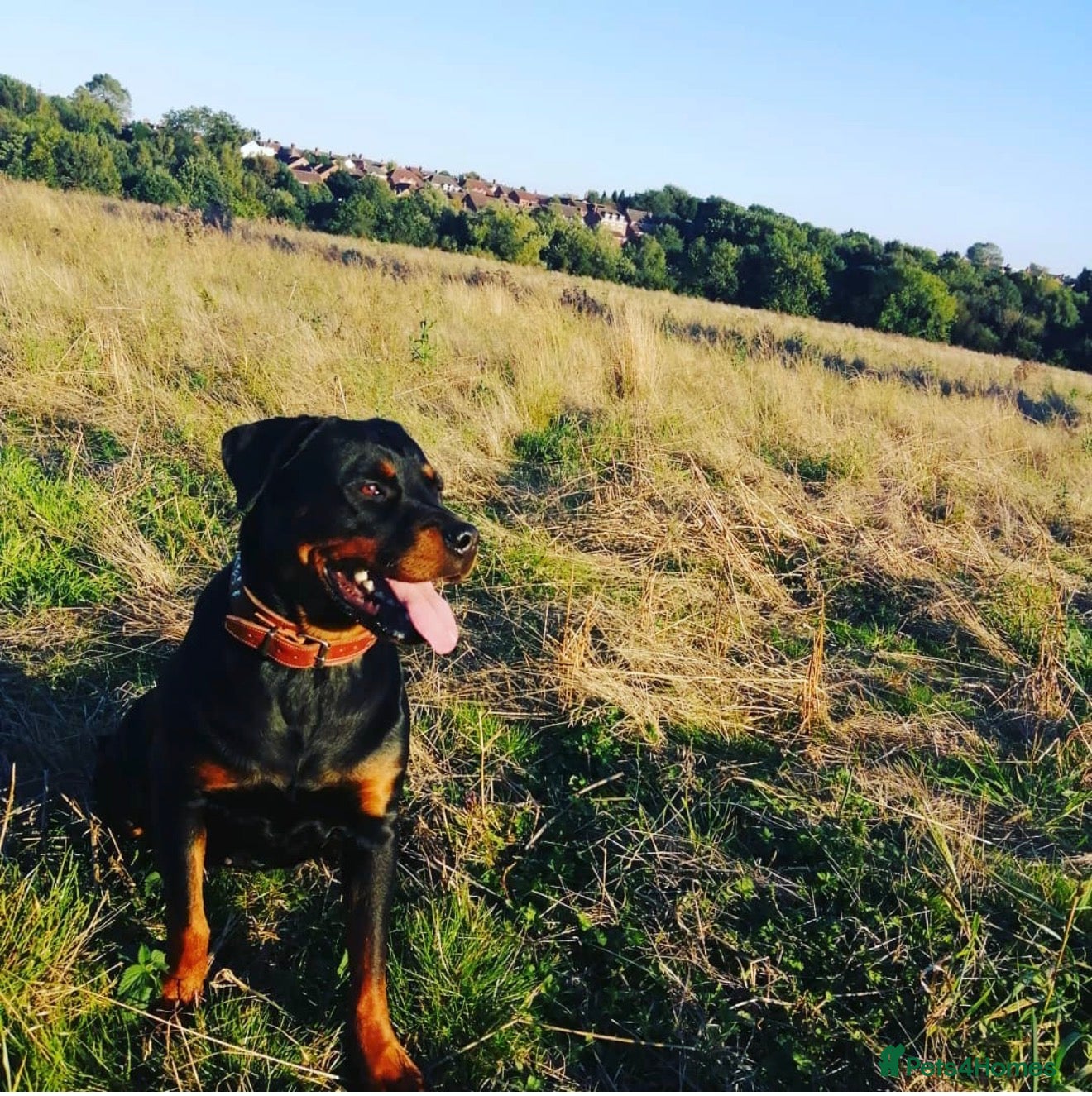 Mixed Breed dogs 1 Boy Left! Beautiful Chunky Fluffy Rottweiler  - Advert 4