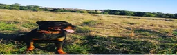 Mixed Breed dogs for sale: 1 Boy Left! Beautiful Chunky Fluffy Rottweiler  in Coalville - Advert 1