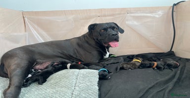 Cane Corso dogs - Advert 10