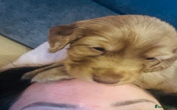 Cocker Spaniel dogs for sale: Cocker Spaniel Puppies- ready 17/12/25 - Advert 12