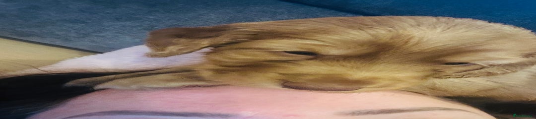 Cocker Spaniel Puppy 1