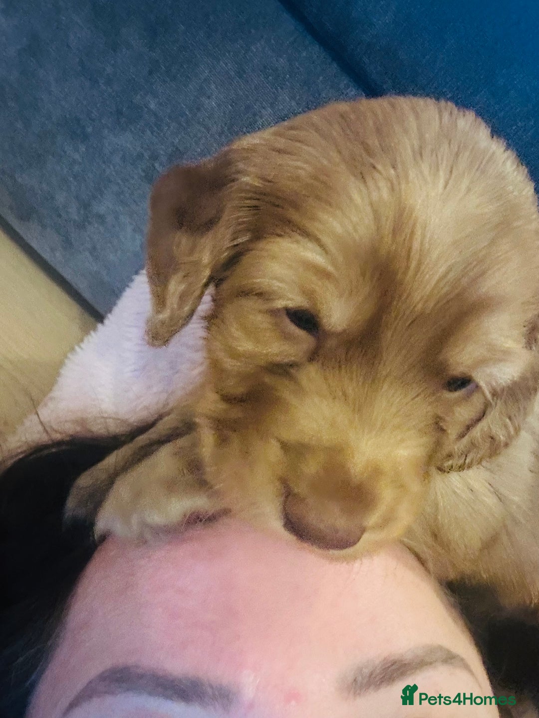 Cocker Spaniel dogs for sale: Cocker Spaniel Puppies- ready 17/12/25 - Advert 12