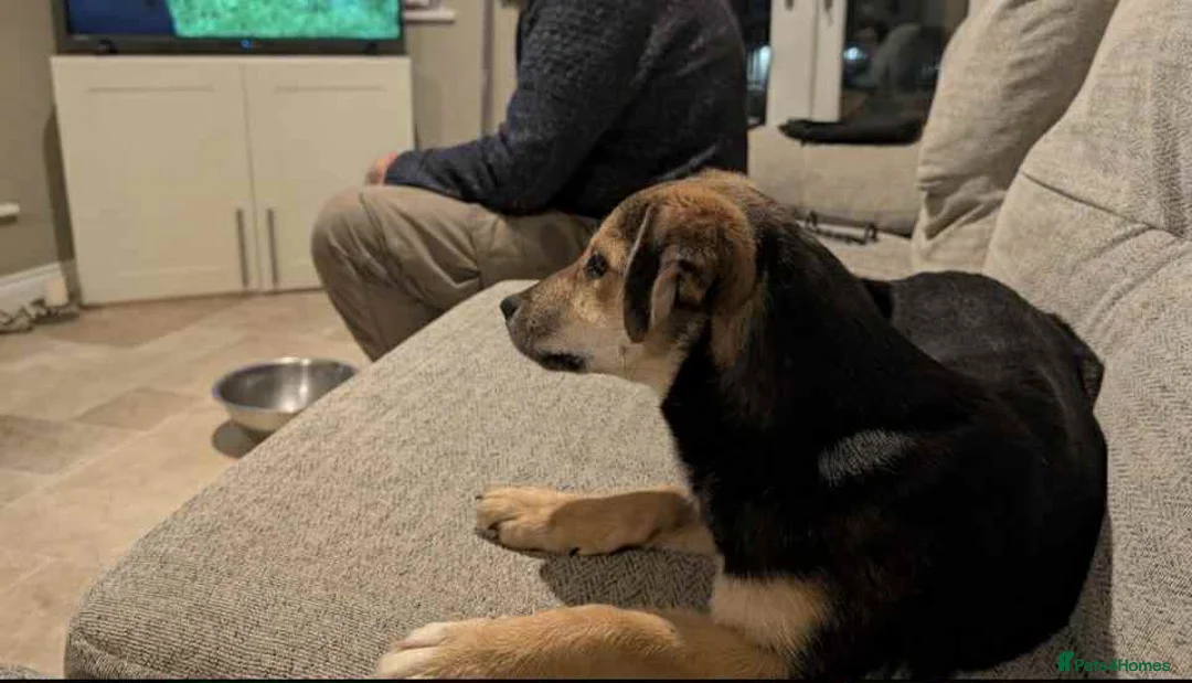 Mixed Breed dogs for adoption: Mikka says “is it me you’re looking for ?”  in Tiverton - Advert 4