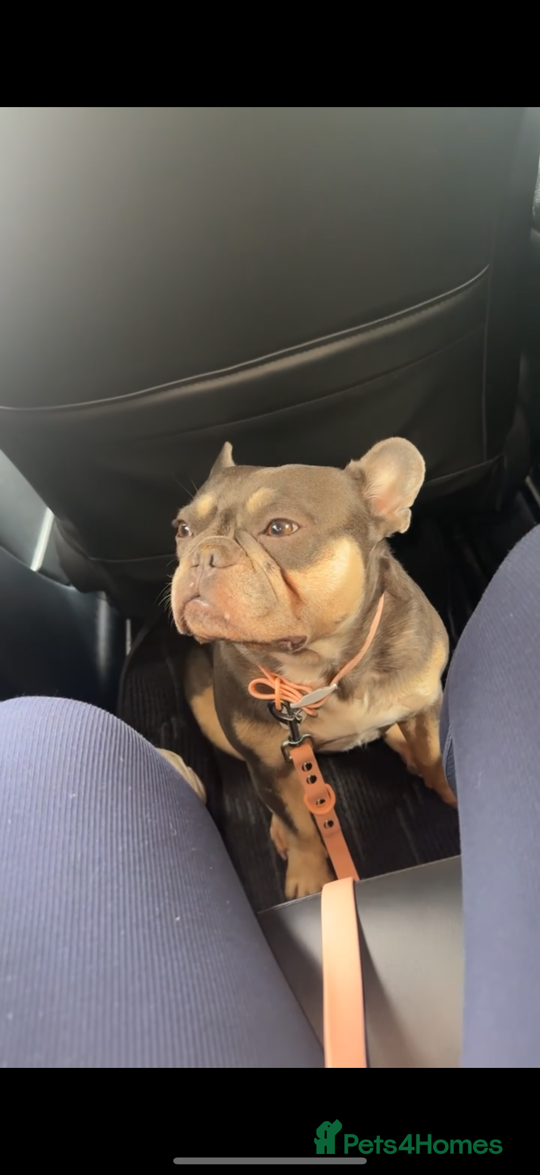 French Bulldog dogs for sale: 6 year old frenchie for sale  - Image 3