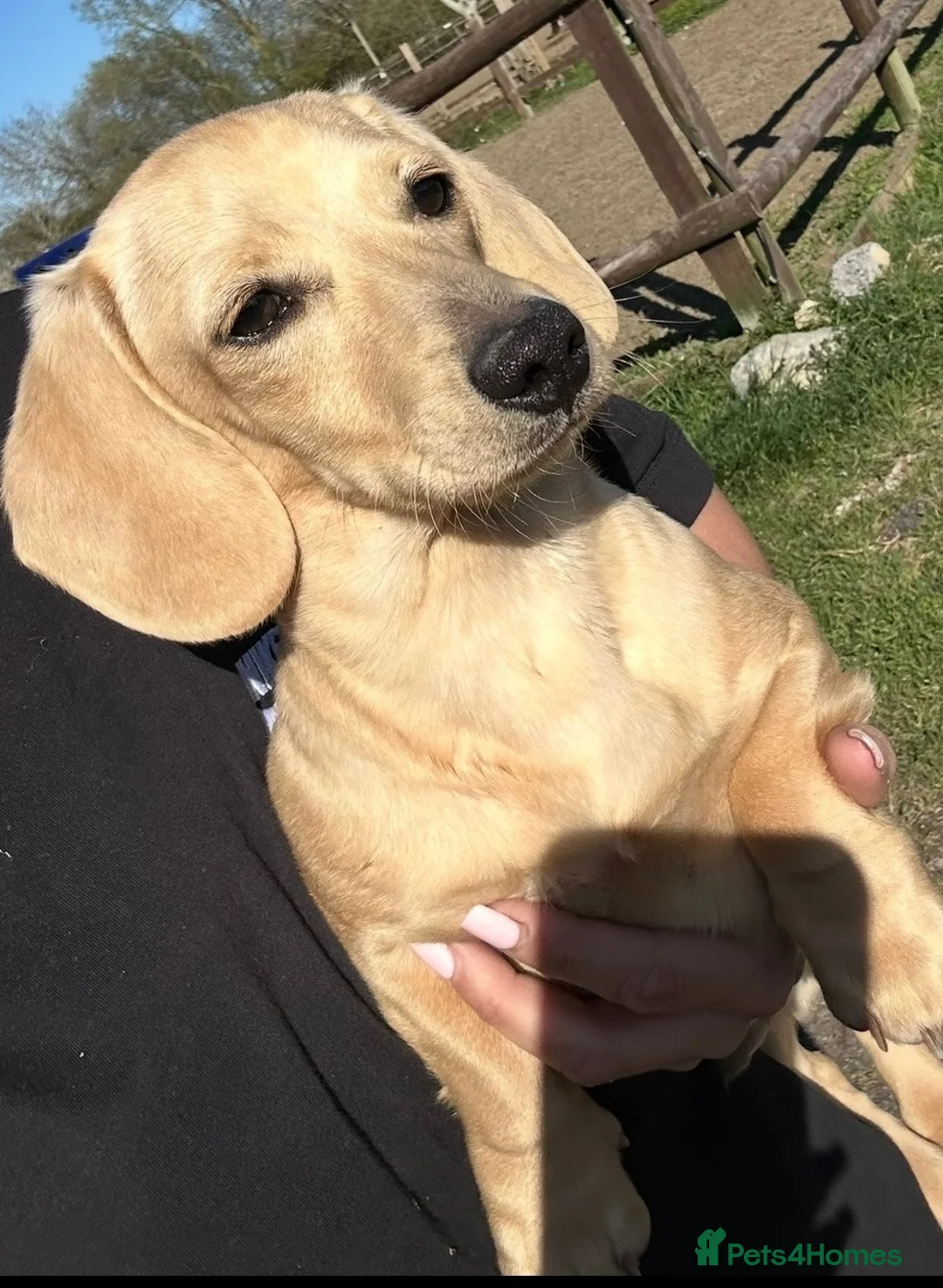 Miniature Dachshund dogs for sale: KC red and cream smooth miniature dachshunds  - Advert 13
