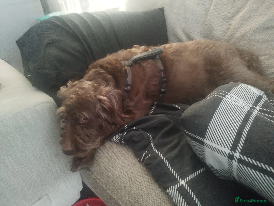 Mixed Breed dogs for sale: Dobby The Dog - Advert 2