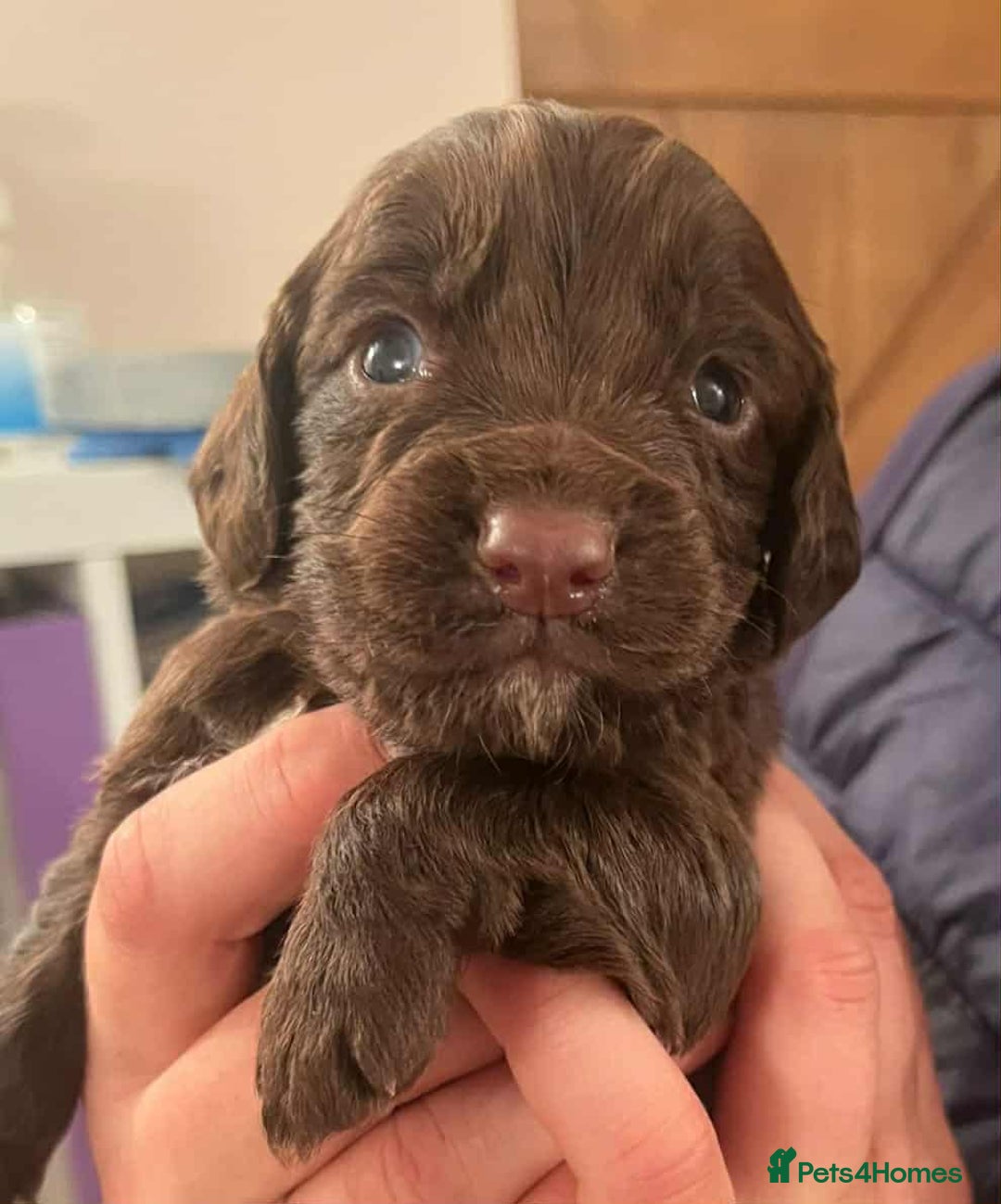 Cocker Spaniel dogs for sale: Gorgeous Health Tested Working Cocker Spaniels - Image 18