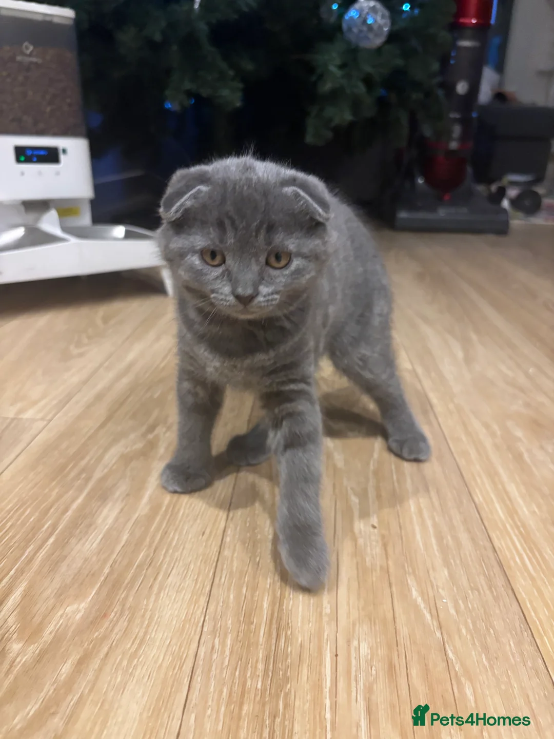 Scottish Fold cats for sale: Scottish fold kitten - Advert 1