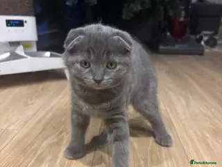 Scottish Fold cats Scottish fold kitten - Advert 1