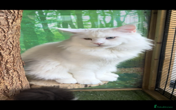 Maine Coon cats for sale: Outstanding pedigree kittens - Image 22