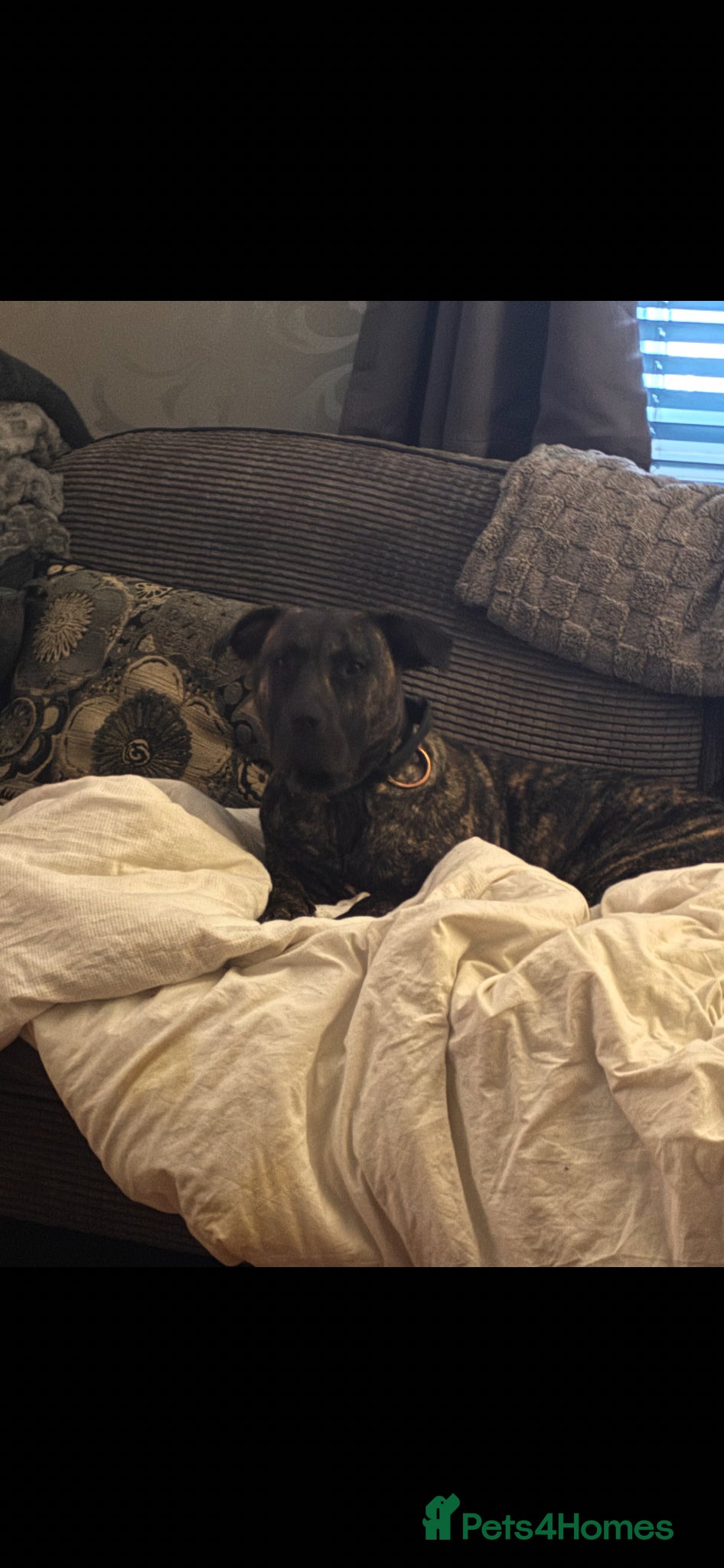 Presa Canario dogs Beautiful 10 month old girl - Advert 2