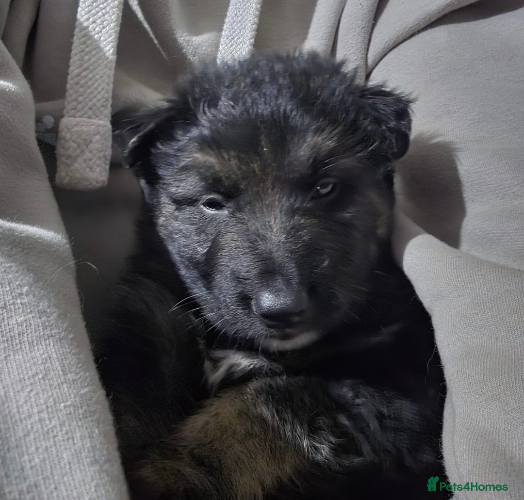Shepsky dogs for sale: Shepsky puppies looking for forever home - Advert 7
