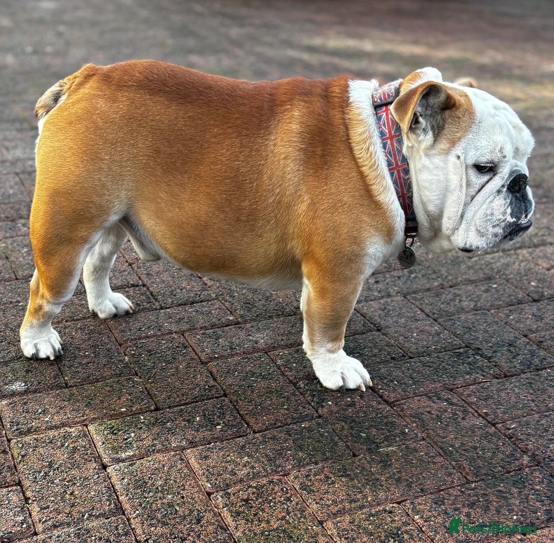 English Bulldog dogs for stud: Mr Belvedere English Bulldog available for stud in Carlisle - Advert 7