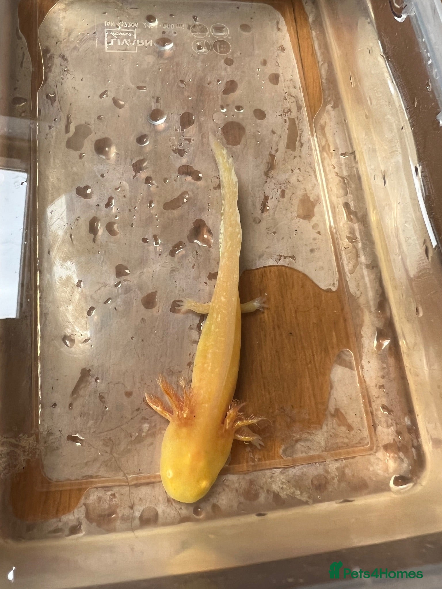 Axolotl reptiles Baby Axolotls  - Advert 2