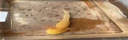 Axolotl reptiles for sale: Baby Axolotls  in Colchester - Advert 2