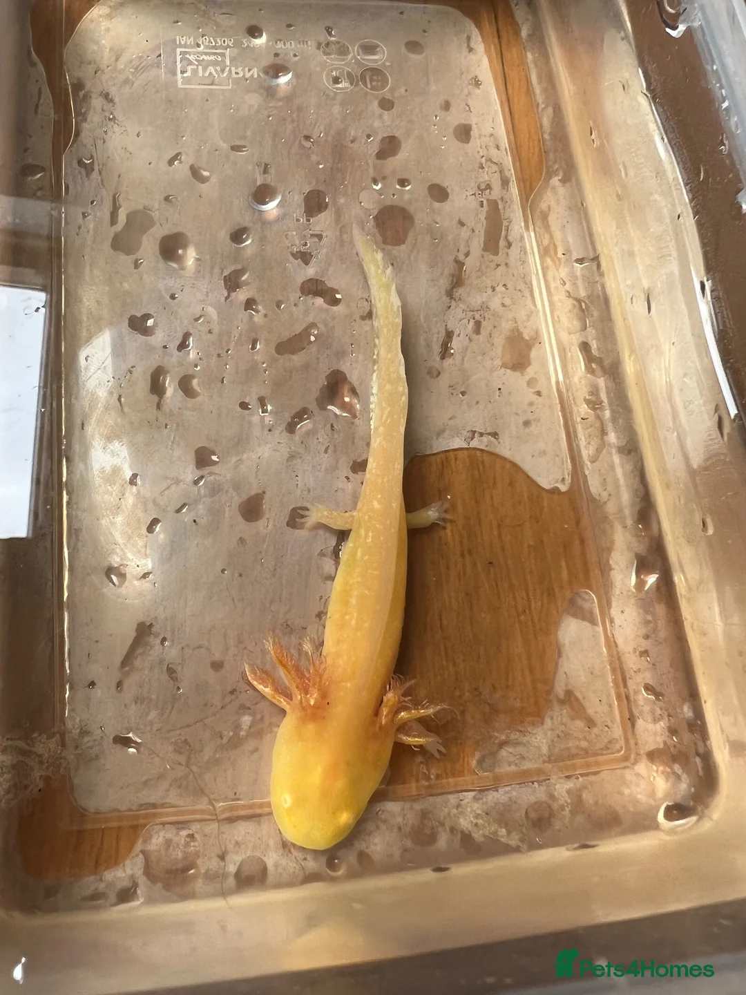 Axolotl reptiles for sale: Baby Axolotls  in Colchester - Advert 2
