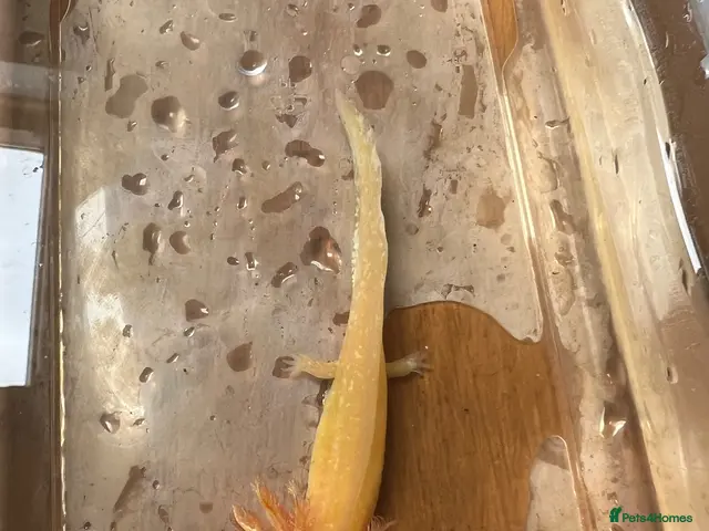 Axolotl reptiles for sale: Baby Axolotls - Advert 1