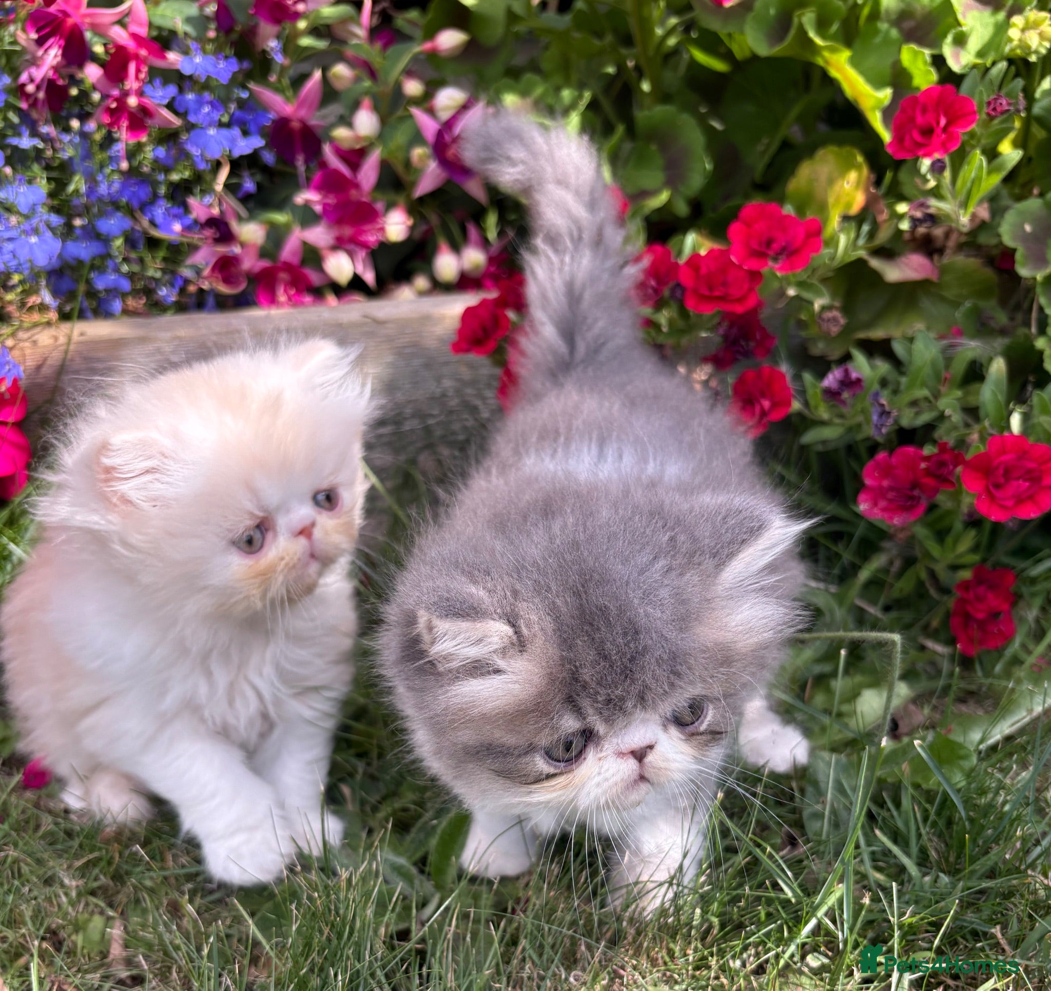 Exotic cats Exotic male kittens  - Advert 1