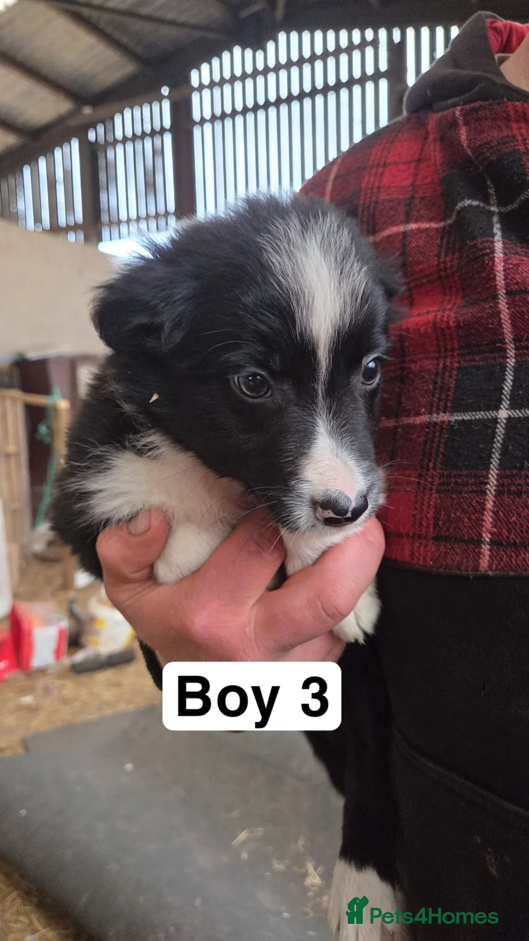 Border Collie dogs for sale: Collie Pups - Advert 2