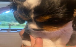 Cavalier King Charles Spaniel dogs for sale: Cavalier King Charles Spaniel Puppies - Image 3