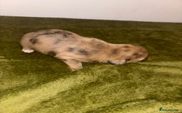 Mixed Breed dogs for sale: Schweenies - Image 1