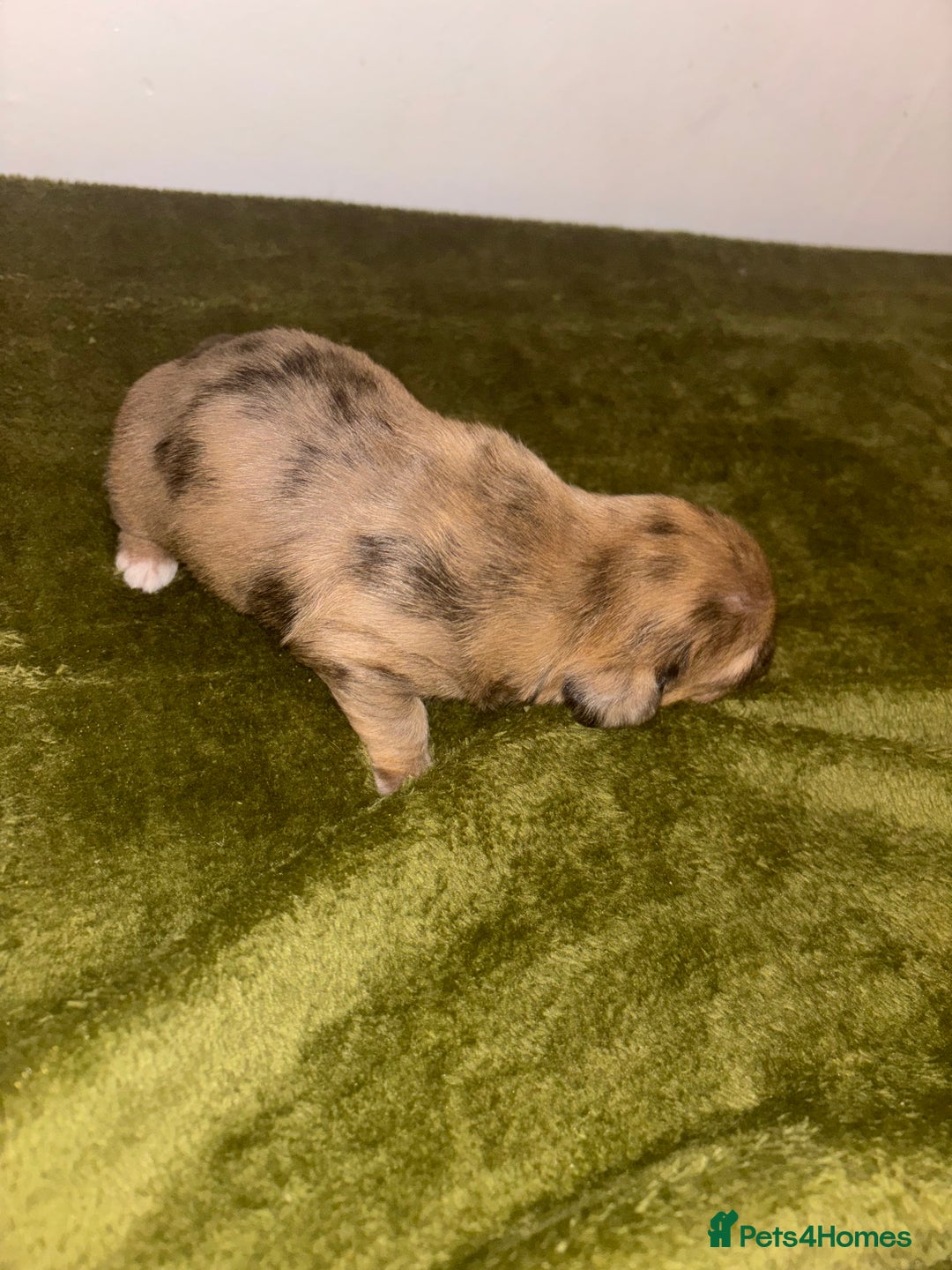Mixed Breed dogs for sale: Schweenies - Image 1