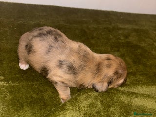 Mixed Breed dogs - Advert 5