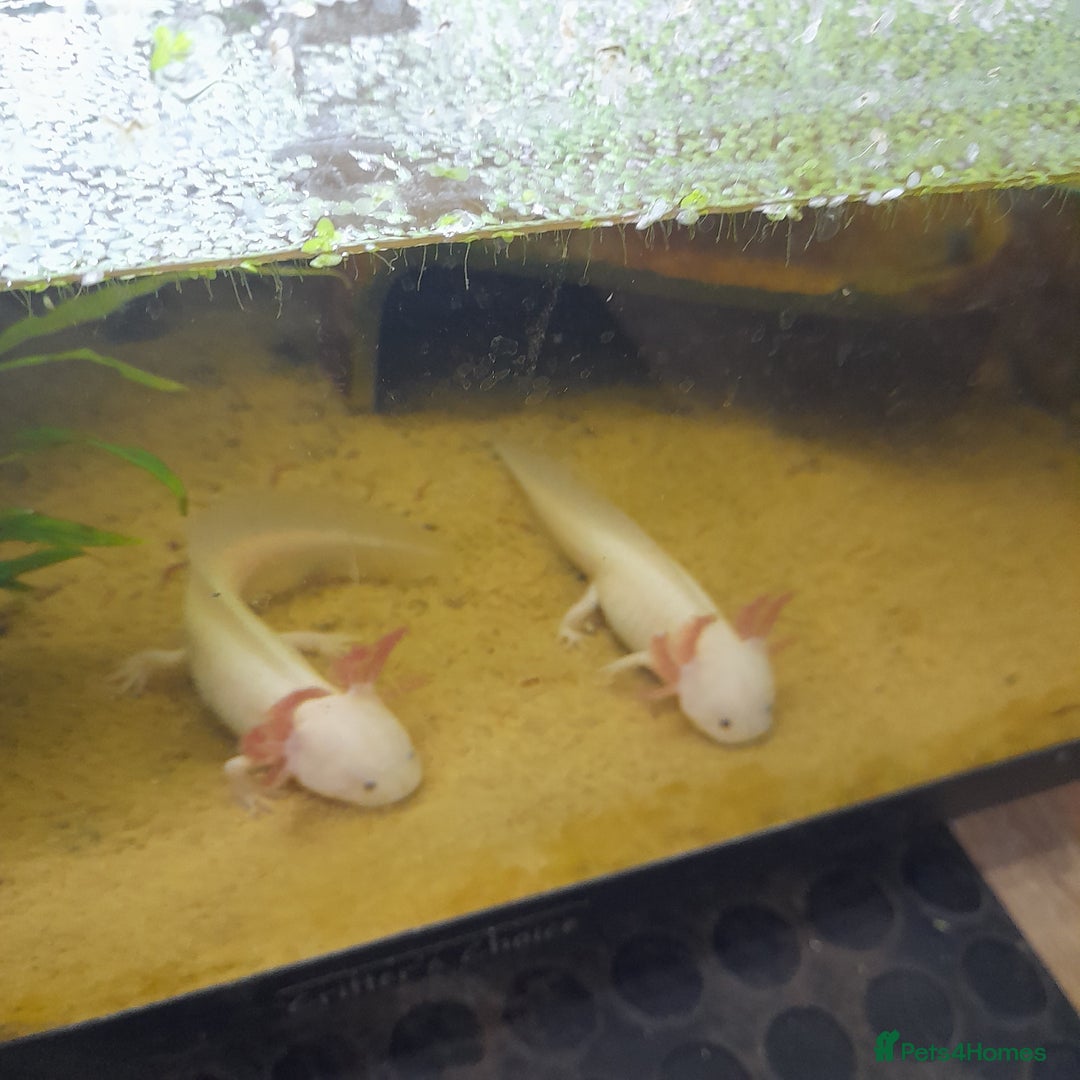 Gecko reptiles for sale: Geckos Fish Frogs full setups - Image 32