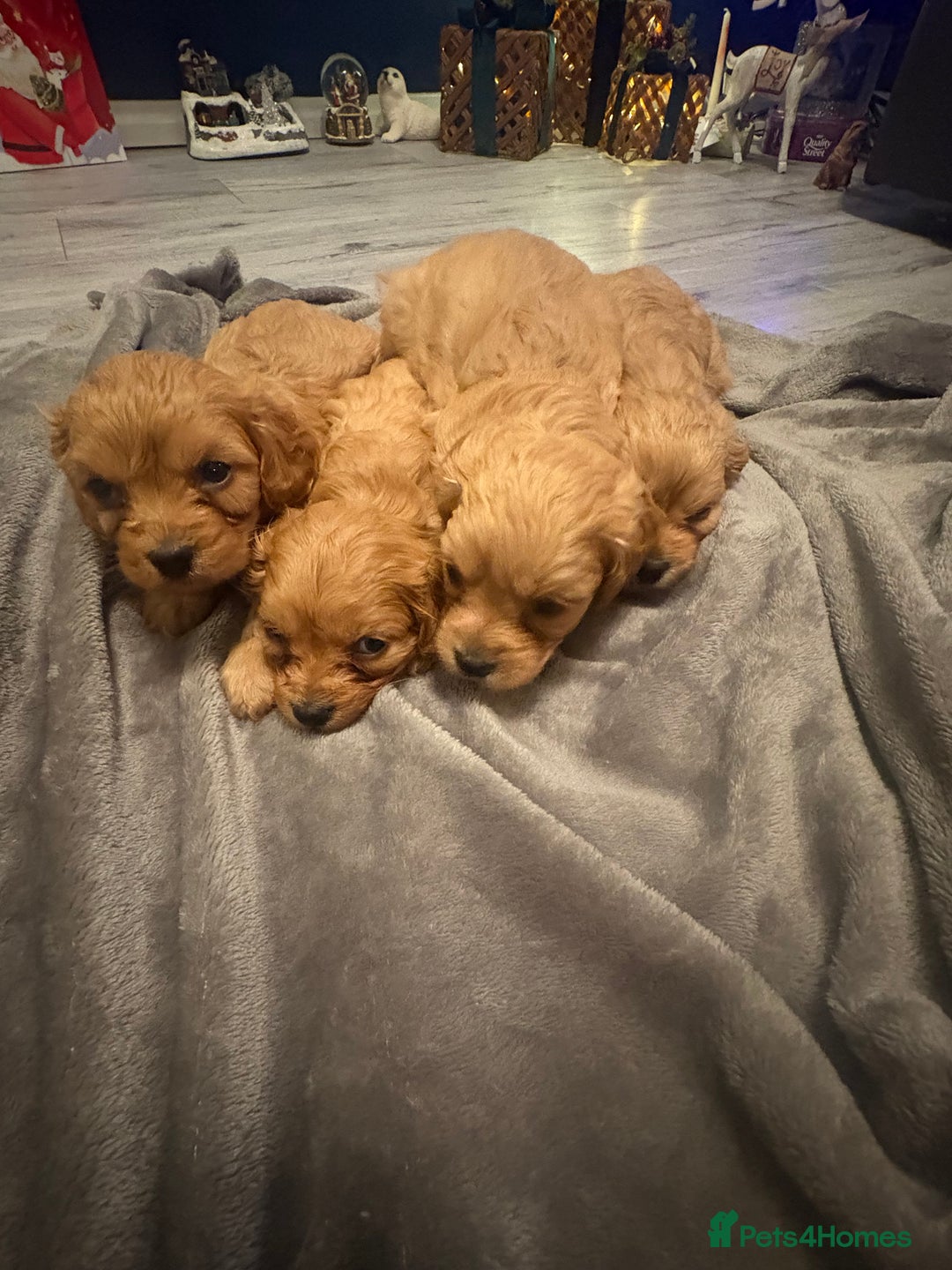 Cavapoo dogs for sale: Gorgeous Cavapoo puppies - Advert 10