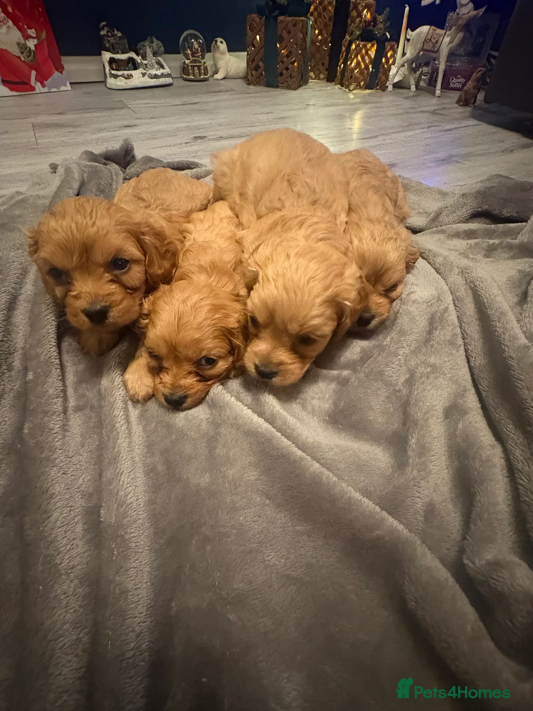 Cavapoo dogs for sale: Gorgeous Cavapoo puppies - Advert 10