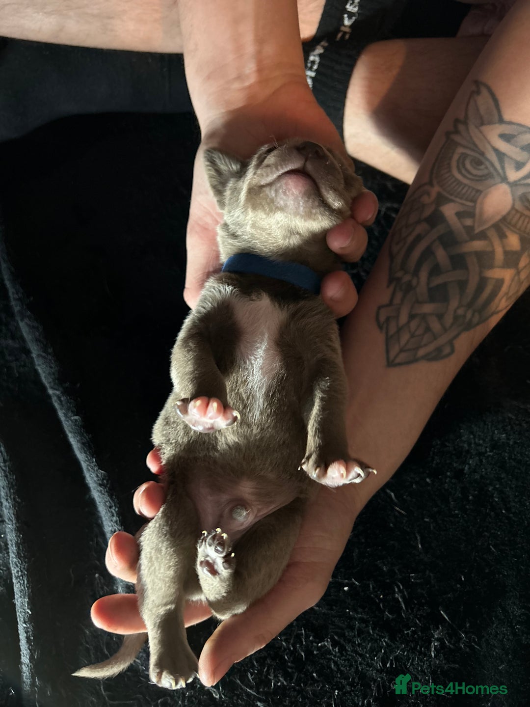 Mixed Breed dogs for sale: Staffadors staffy x labs  - Advert 14