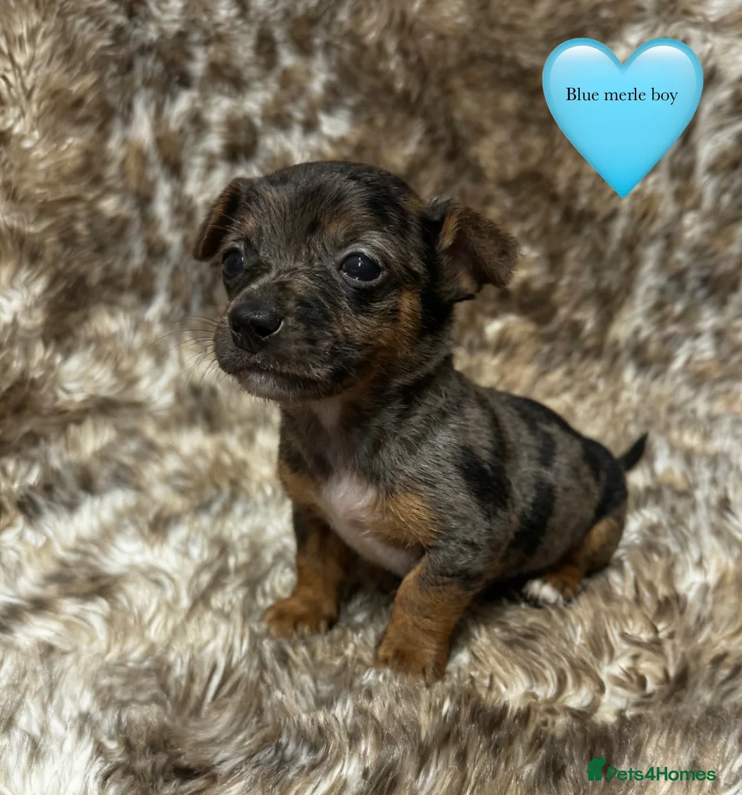 Jack Russell dogs for sale: Beautiful traditional and Merle jack Russels  - Advert 5