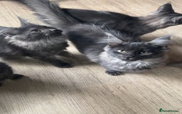 Maine Coon cats for sale: Pure Pedigree Maine Coon kittens | Black Smoke | - Image 6