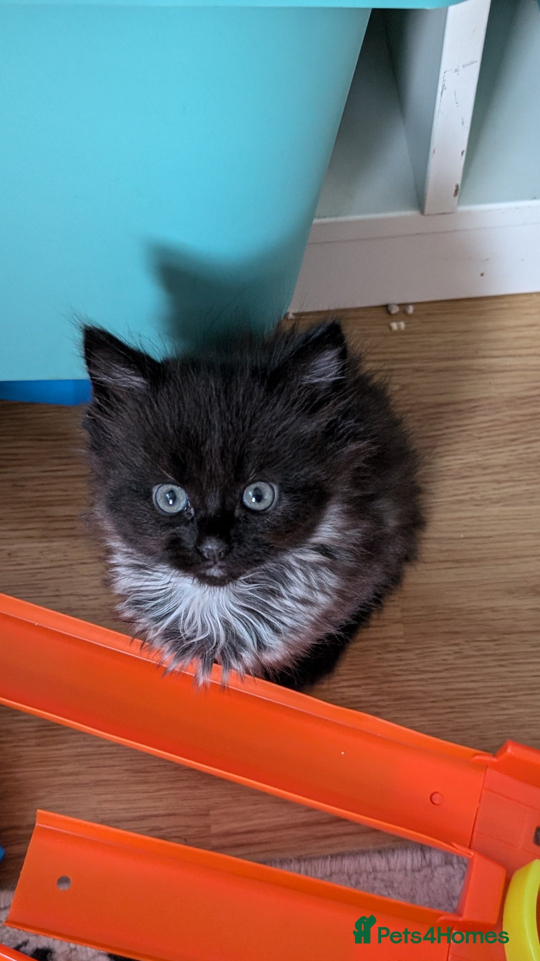 Maine Coon cats for sale: 5 Beautiful Maine Coon kittens available! 😻 - Image 12