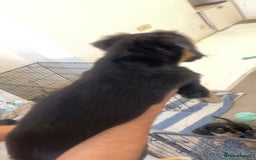 Mixed Breed dogs for sale: Mixed breed puppies READY TO GO! - Image 12