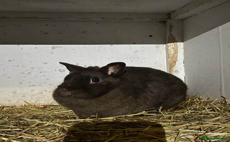 Netherland Dwarf rabbits - Advert 3