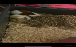 Guinea Pig rodents for sale: Two guinea pigs-with two cages and all accessories - Image 14