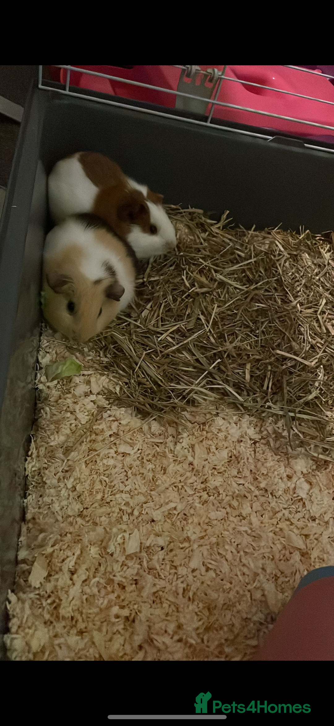 Guinea Pig rodents for sale: Two guinea pigs-with two cages and all accessories - Image 14