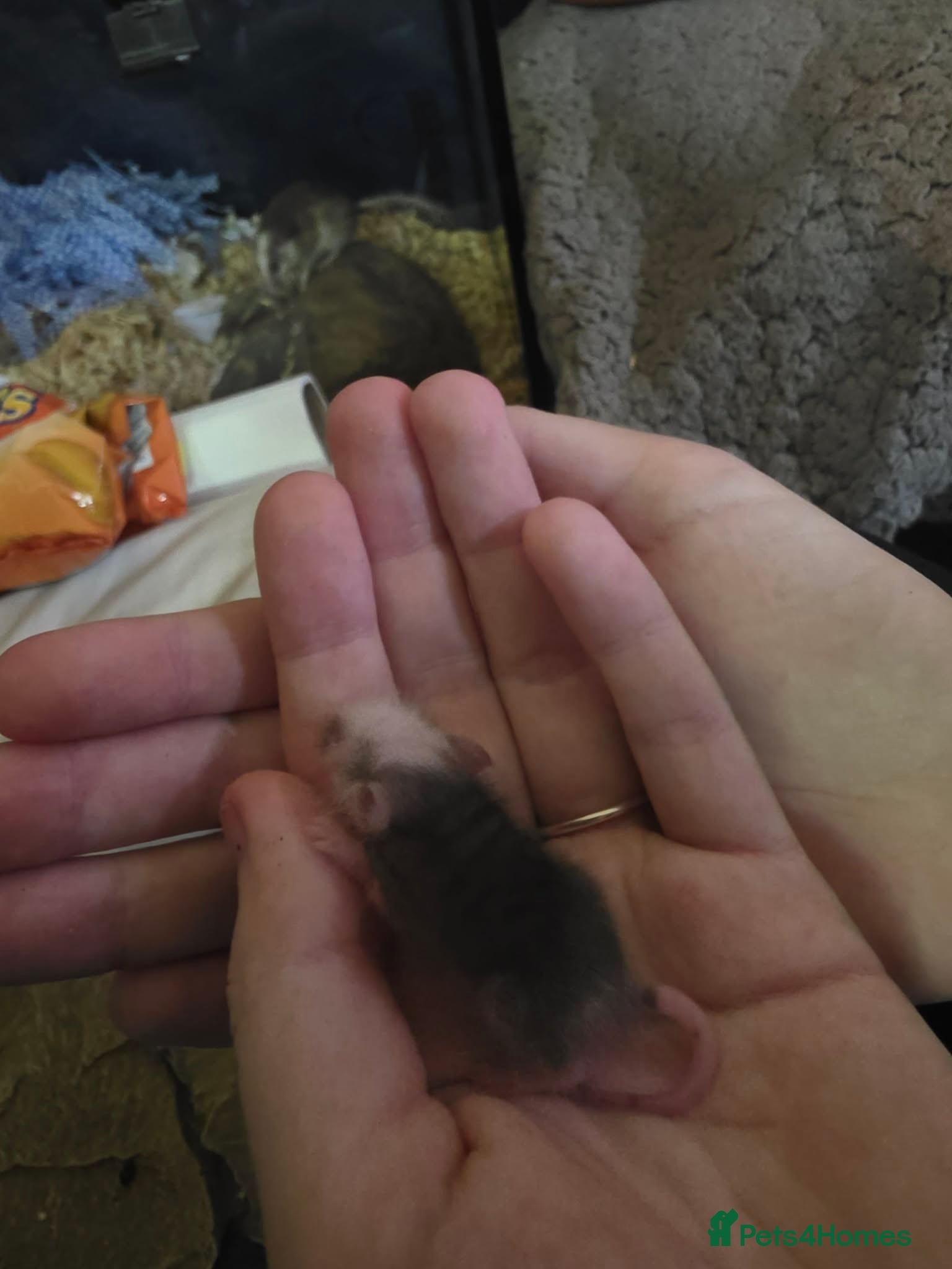 Bearded Dragon reptiles All diffrent baby mice  - Advert 3