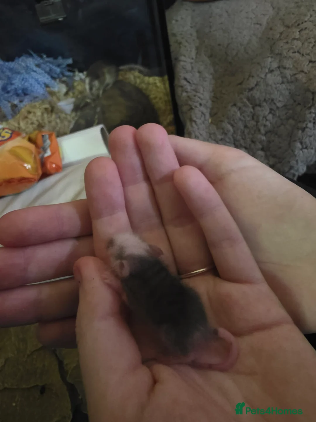 Bearded Dragon reptiles for sale: All diffrent baby mice  - Advert 1