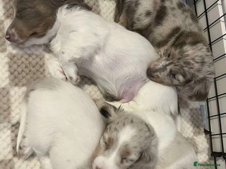 Miniature Dachshund dogs - Advert 26